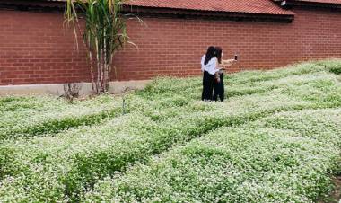Sắc hoa cao nguyên đá nở rộ ở Chí Linh