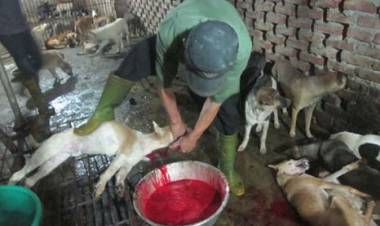 Nỗi kinh hoàng khiến trai tráng làng mổ chó lớn nhất Việt Nam bỏ nghề