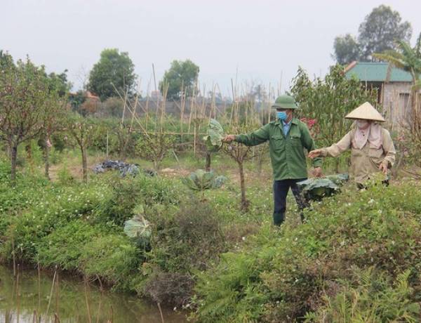 Người dân bần thần bên ruộng hoa màu phải nhổ bỏ ở TP Chí Linh