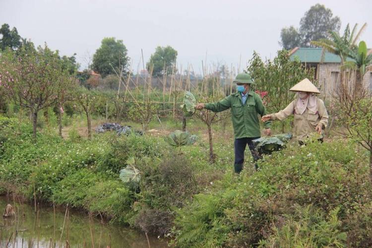 Người dân bần thần bên ruộng hoa màu phải nhổ bỏ ở TP Chí Linh